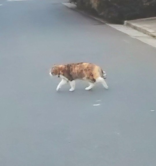 #猫の日
こんにちは ガランガランちゃん♪