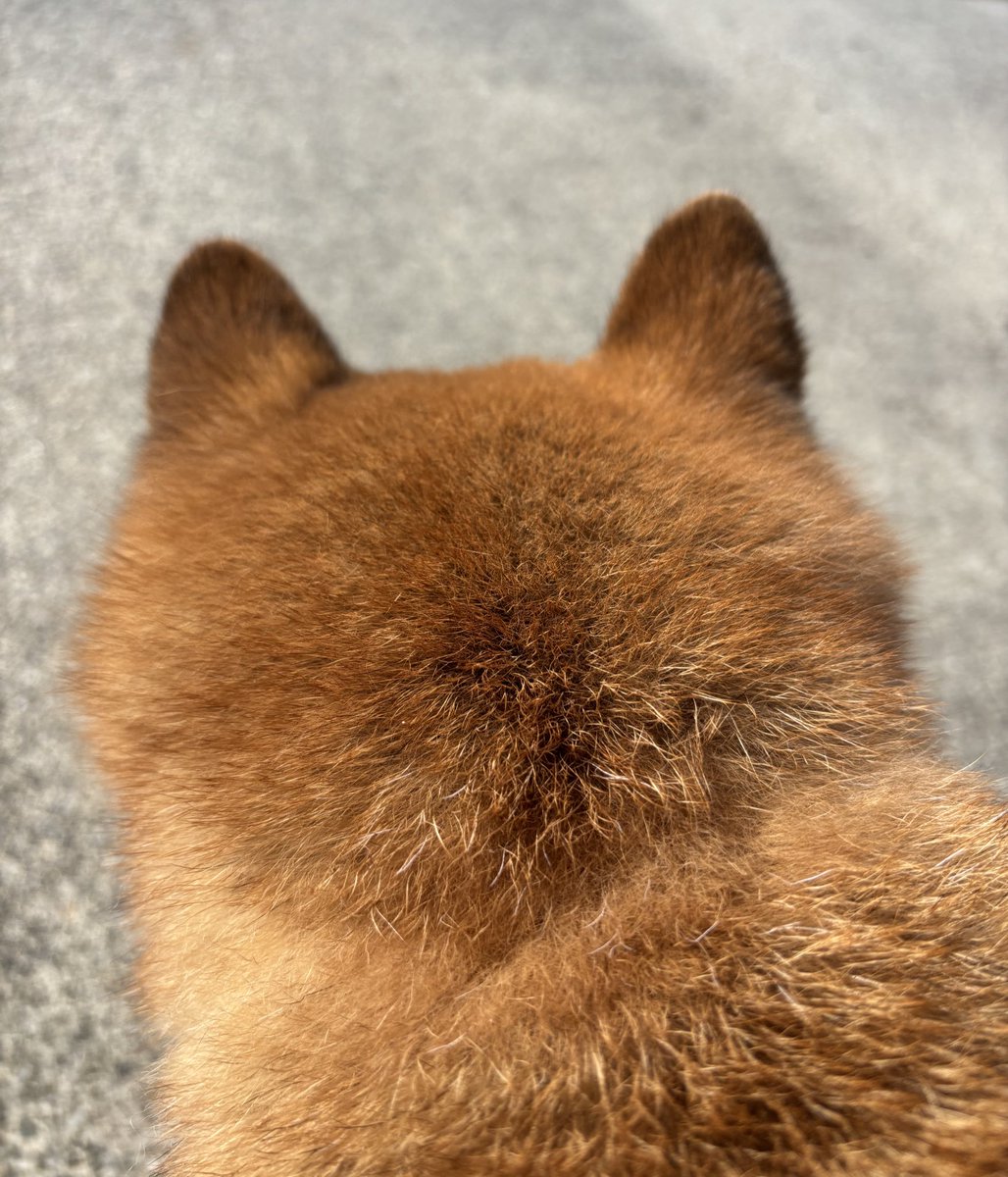 Post by 柴犬おそら🌻 on X: ふわ