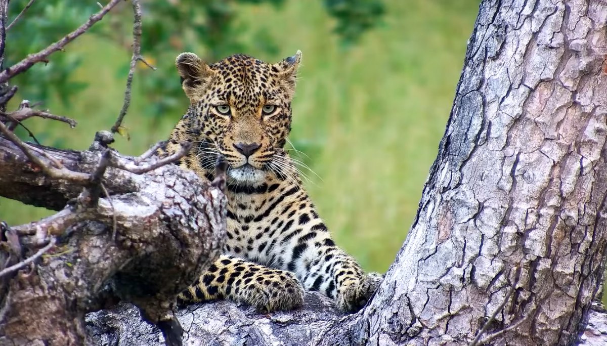 chrisc510's tweet photo. Tlalamba is back home at the Djuma Cam

#wildearth @djumacam https://t.co/gKgpS2pbxH