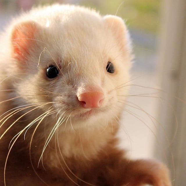 Ferret Every Hour (@ferretperhour) on Twitter photo 