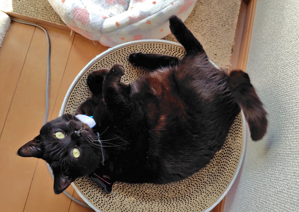 ねこさんたちはニャルソックを楽しんでいますが、人間は体調不良で