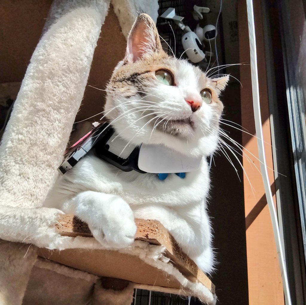 ねこさんたちはニャルソックを楽しんでいますが、人間は体調不良で