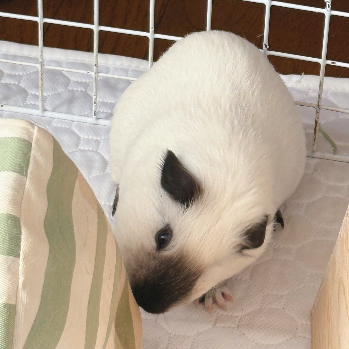 もこ (@moko2_mol) / Posts / X