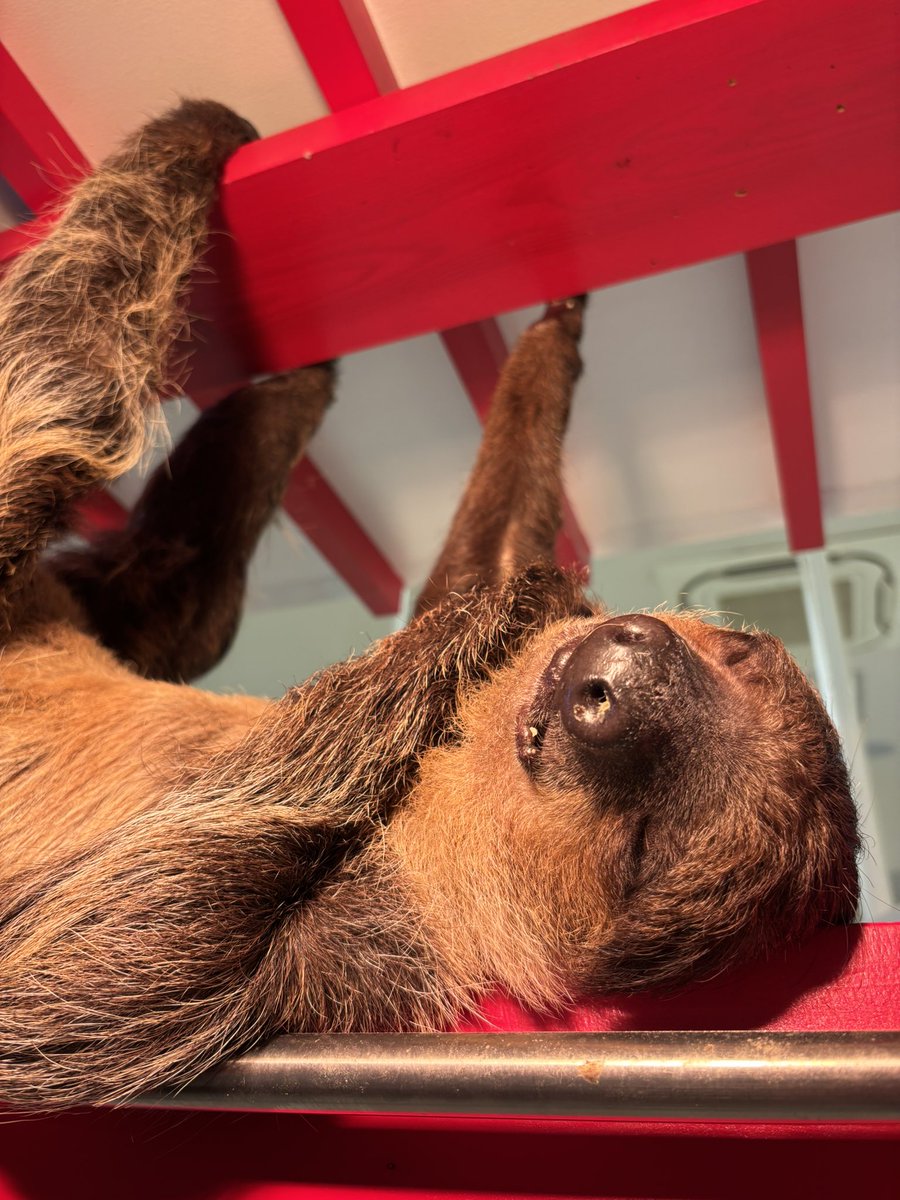 ナマケこモノ🦥 (@namakecomono) / Posts / X