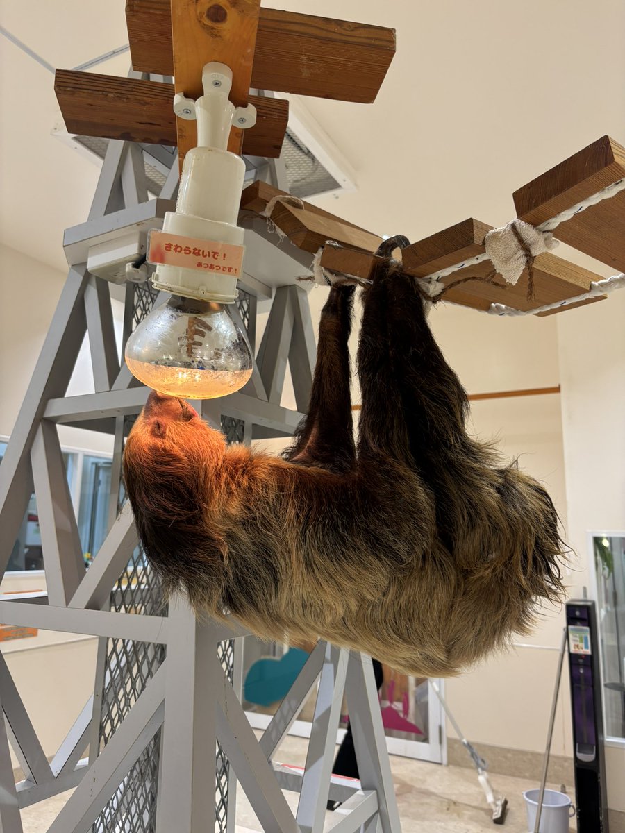 ナマケこモノ🦥 (@namakecomono) / Posts / X