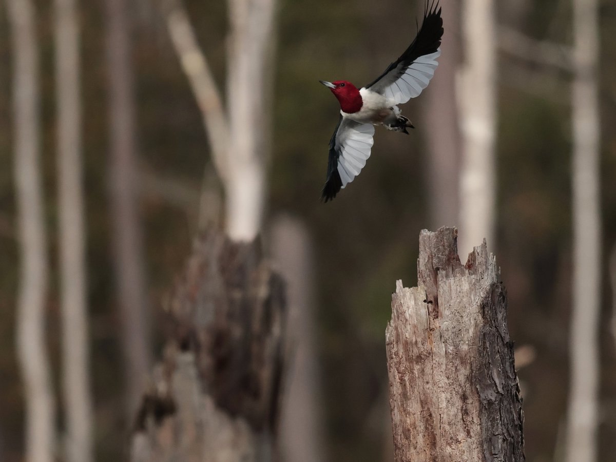Bonsai Guy (@kippernifficent) on Twitter photo 