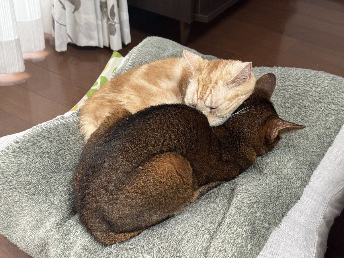 k__john's tweet photo. #猫の日 https://t.co/cEU6k95eUo