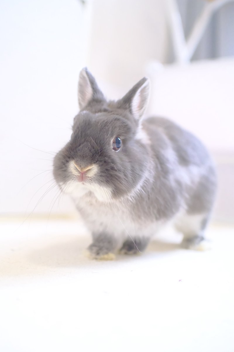 うさぎのびび tweet media