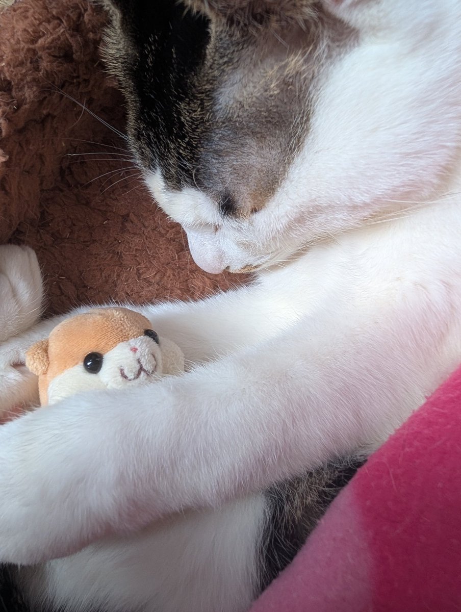 にゃん   にゃん   にゃん   の    ひ

#猫の日