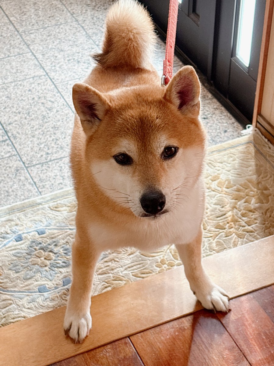 やまだ@柴犬のフレンズ (@queen2yukkie) / Posts / X