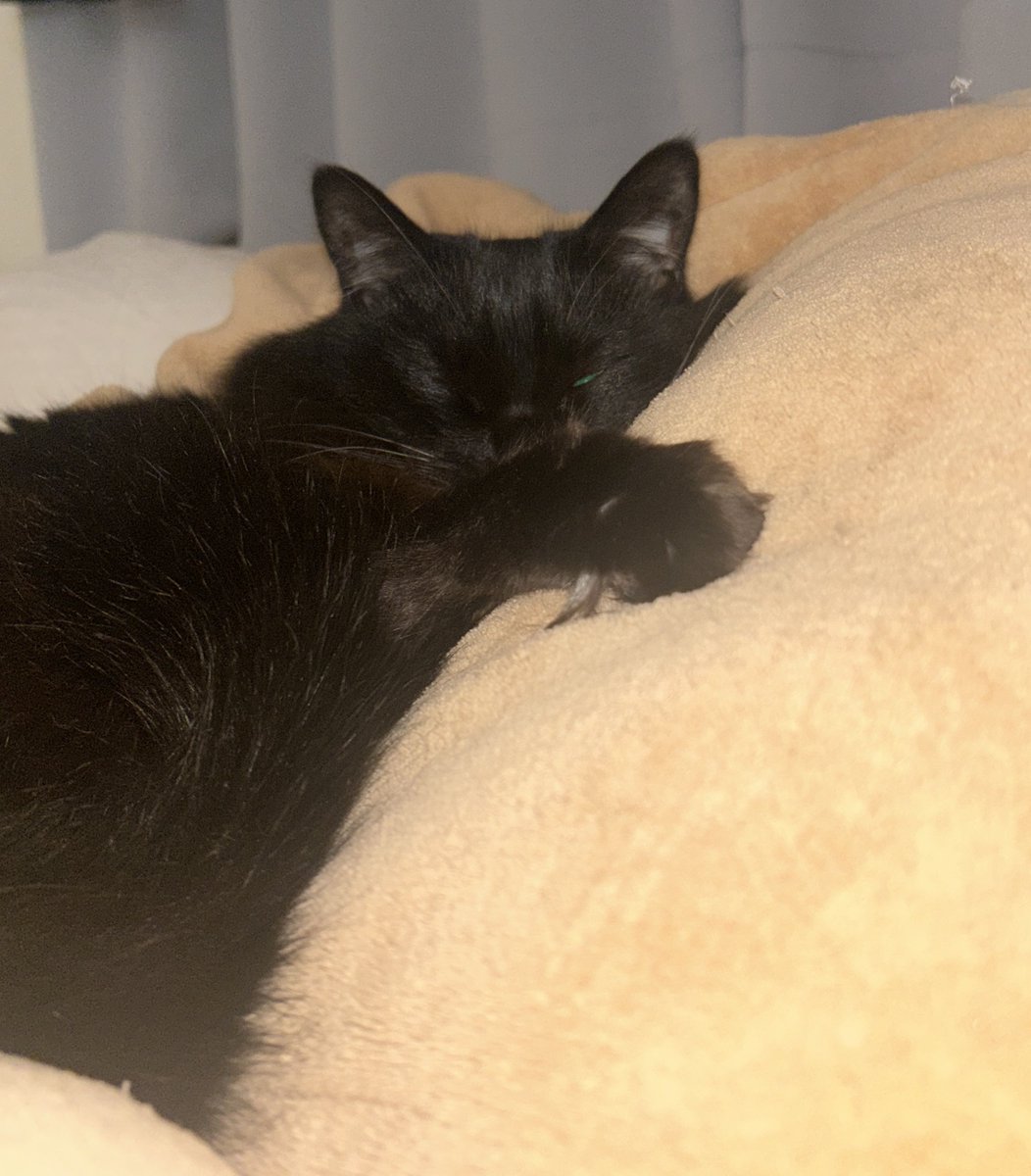 CosmeAtan's tweet photo. 今日は ＃猫の日 🐾
主役はまだまだオネム中🐈‍⬛💤
＃ねこ ＃猫好きさんと繫がりたい ＃猫写真  ＃にゃんにゃんにゃんの日 ＃黒猫  ＃日曜日 ＃猫がいる暮らし https://t.co/NxSl9VPrub