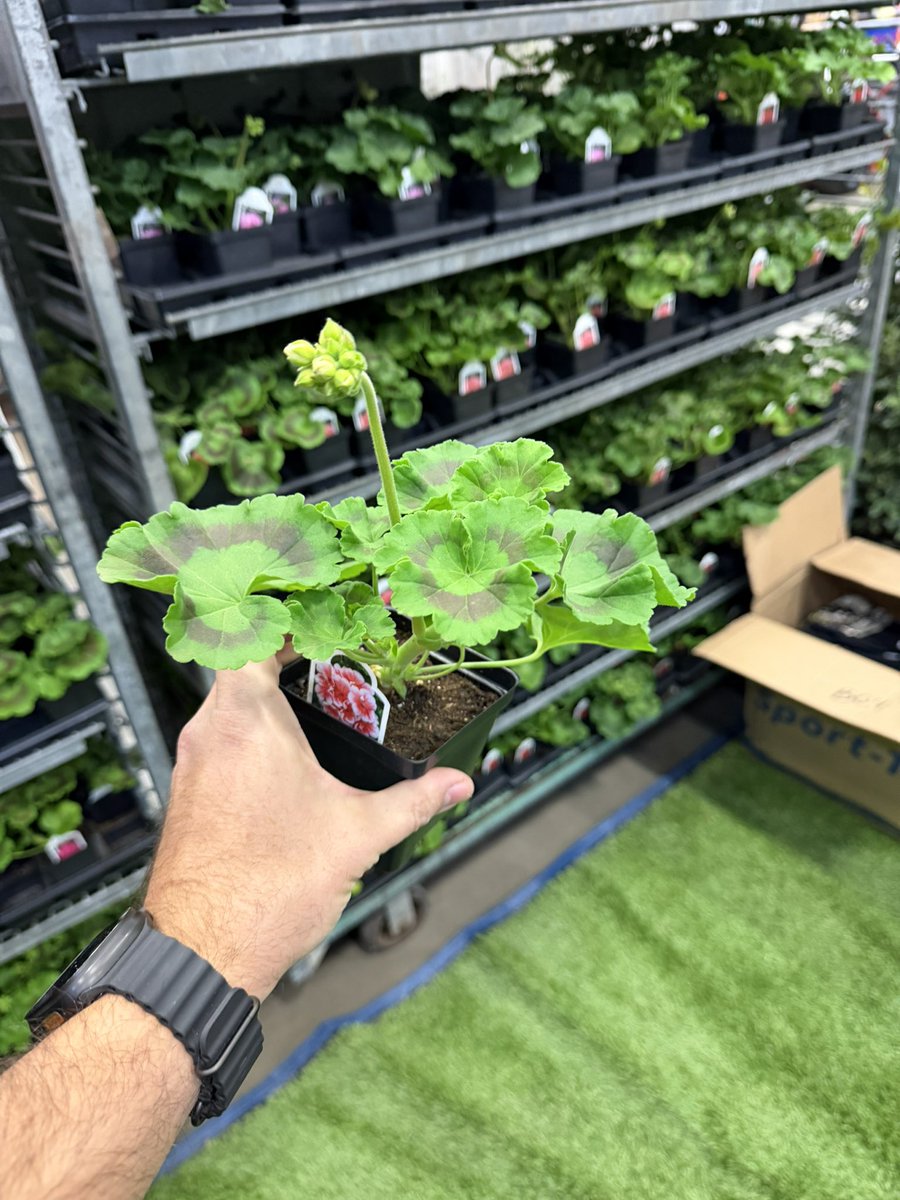 Michael Fiore - Garden Center tweet media