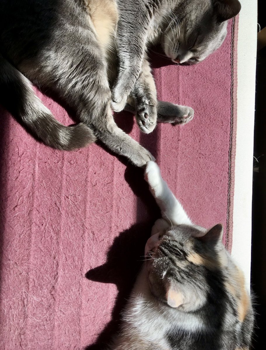 世界中の猫ちゃんが幸せな日々を過ごせますように🍀 #猫の日