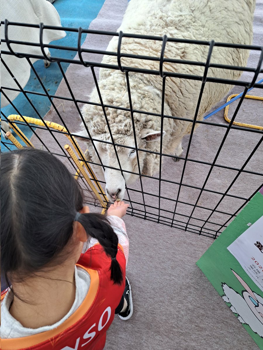 うちの子は昨日満喫して楽しそうで良かった😁😂 いちご飴ないの泣いて