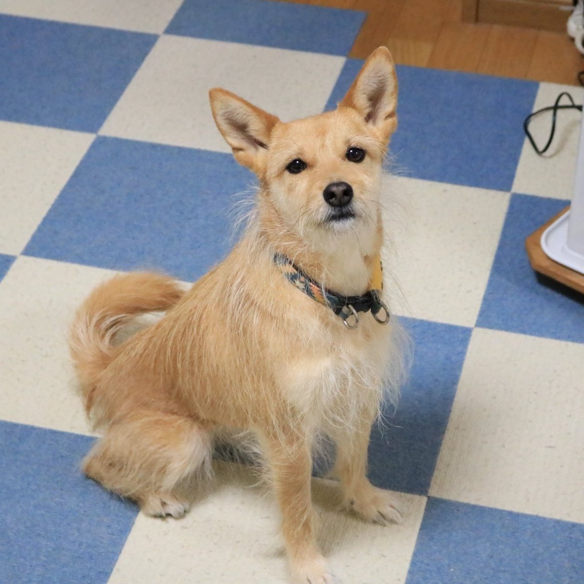 犬ちゃん (@dogchan1010) / Posts / X