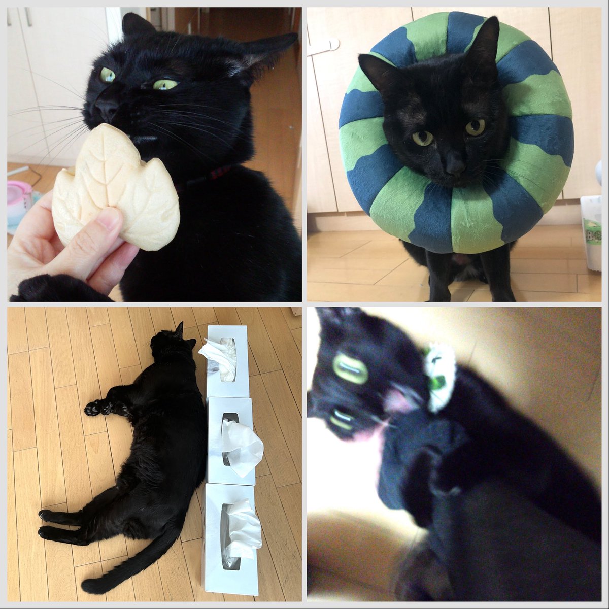 すべての猫がお家の中で安心して過ごせますよう。

 #猫の日
#ねこはうち