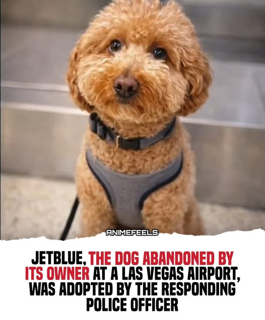 The dog abandoned at the airport has found his forever home! 🥺🐾
JetBlue, the dog who went viral after being abandoned by his owner at a Las Vegas airport when the airline refused to let her fly with him, has now been adopted by the police officer who first brought him to the