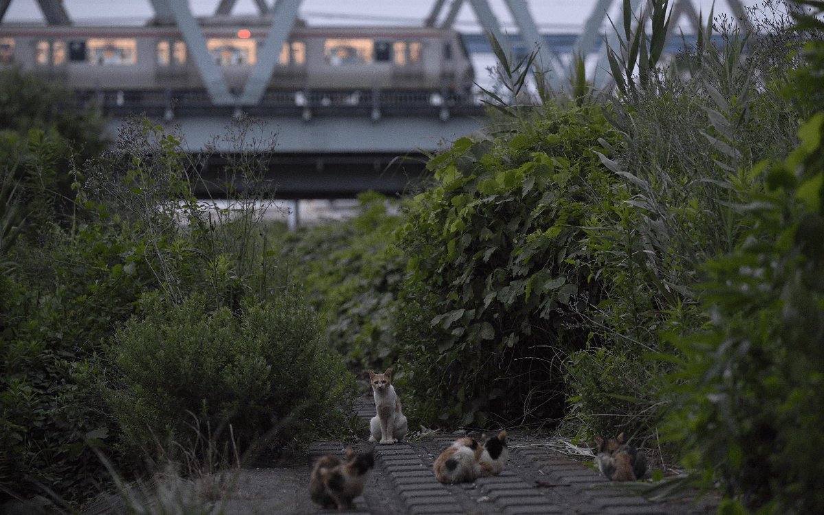 TX_speefy_info's tweet photo. 🗓️本日2月22日は
😸猫の日ということで
🎞️TXアルバムより
『猫とつくばエクスプレス』

#猫の日
#つくばエクスプレス https://t.co/RtSN5WQiWl
