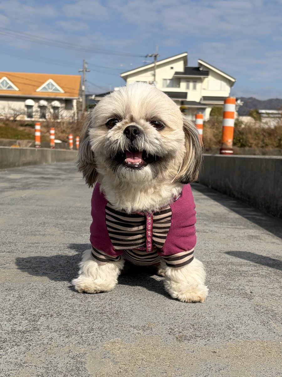 Melon_September's tweet photo. ちなみに、こちらは山の如く動かないめろんさんと、風の如く走り回るこうめさん
#シーズー
#猫の日ですが犬の画像を貼る https://t.co/qrnOH9qDkk