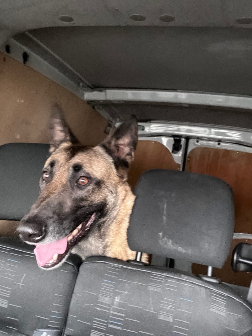 🟠 🐶 Chien perdu le 19/02/2026 à Clermont-Ferrand (63100).
Race : Berger Belge Malinois / Âge : 8 an(s)
Oscar / Mâle / Identifié(e) : Oui

☎️ 0612541746
📧  zenprice@gmail.com

 #chienperdu #chientrouve #chien #perdu #trouve