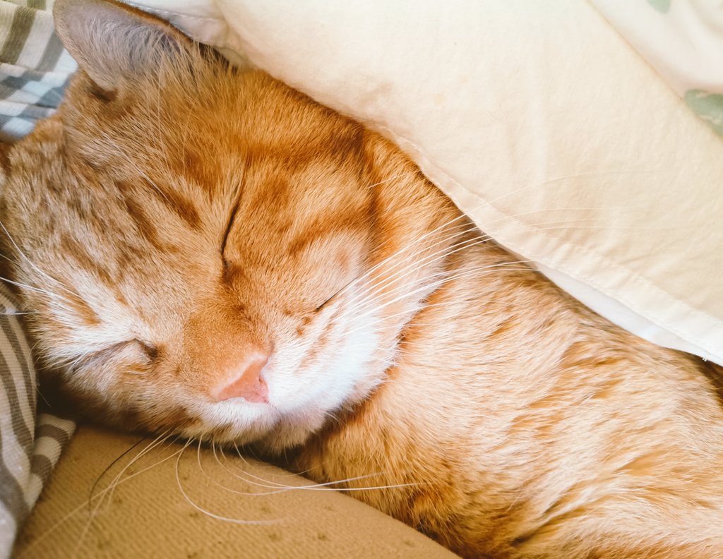 3163RpwAiZBhX1S's tweet image. RT @929patraccoon: おはようございます😚～♪♬
今日は…

にゃん🐱(ΦωΦ)✨