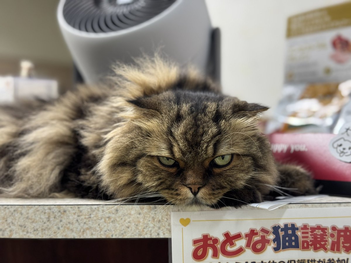 mococo321's tweet photo. 2月22日は「猫の日」。

猫や動物を撫でたり、触れる事で幸せホルモン「オキシトシン」が分泌されます。
またアメリカの研究では猫を飼っている人は心筋梗塞などのリスクが40%減少したそうです。
猫を撫でるだけで、幸せ感じれます。

みんなの可愛い猫ちゃん晒しておくれぃ！
#猫の日 https://t.co/5sb8thbYgx