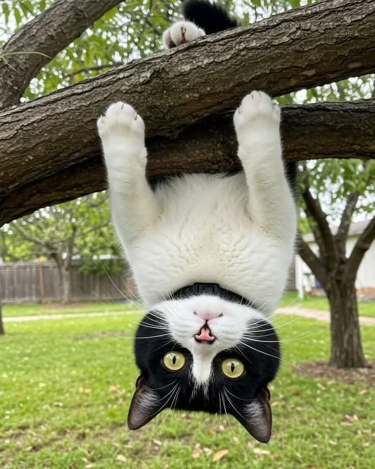 soares ᶜᵉᶜ tweet media