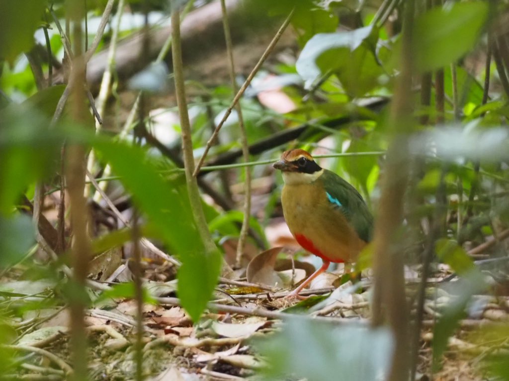 鈴木俊貴 Toshitaka Suzuki (@toshitaka_szk) / Posts / X