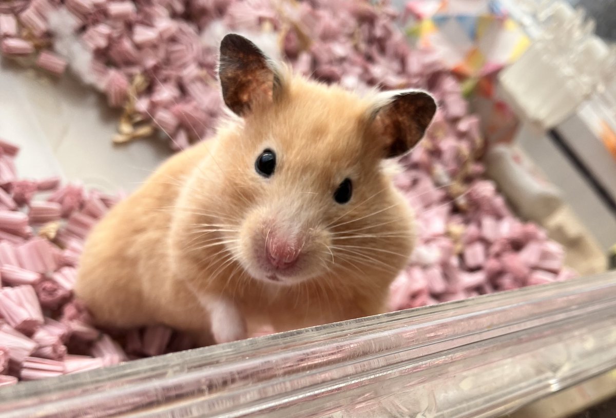 ネズミ🐹 tweet media