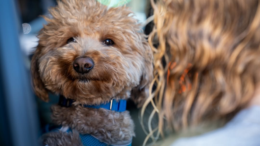 inquirerdotnet's tweet photo. JETBLUE LANDED IN HIS FOREVER HOME 🐾💙

LOOK: The two-year-old golden doodle/mini poodle abandoned at a Las Vegas airport has found his new home.

One of his rescuers, Las Vegas Metropolitan Police Department (LVMPD) Officer Skeeter Black, welcomed the pup, now named JetBlue, into his family after thousands applied to adopt him.

“We only have one JetBlue, but we have many other amazing dogs just like him who are also waiting for their second chance. If your heart was moved by his story, we hope you’ll consider one of them, too,” nonprofit organization Retriever Rescue of Las Vegas urged applicants.

JetBlue was left tied to a baggage sizer at the JetBlue ticket counter at Harry Reid International Airport on Feb. 2 after his previous owner was denied a boarding pass for incomplete paperwork to travel with the dog. The owner was arrested and charged with animal abandonment. | 📷: Retriever Rescue Las Vegas, LVMPD/Instagram