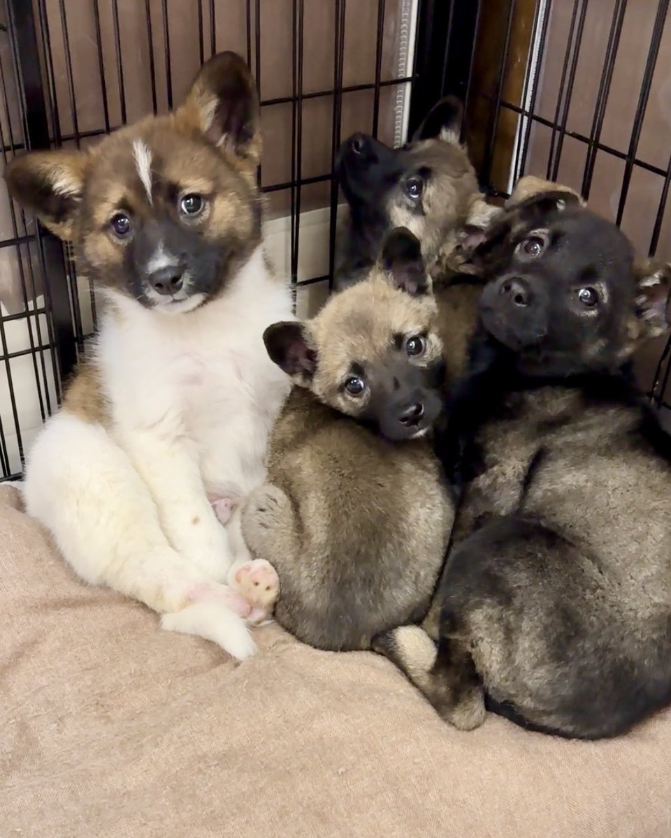 YURIE ⭐︎u^ェ^U(=^x^=) (@xakubixx) / Posts / X