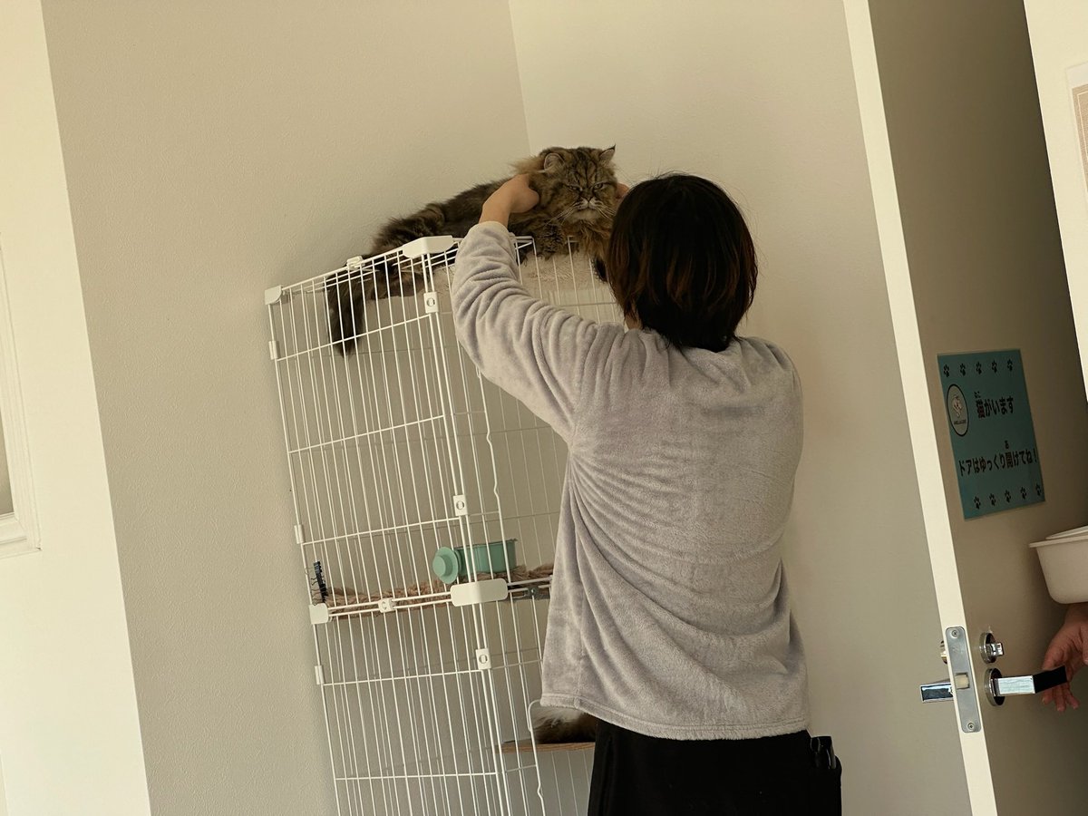 黄昏ぺこら🐏 tweet media