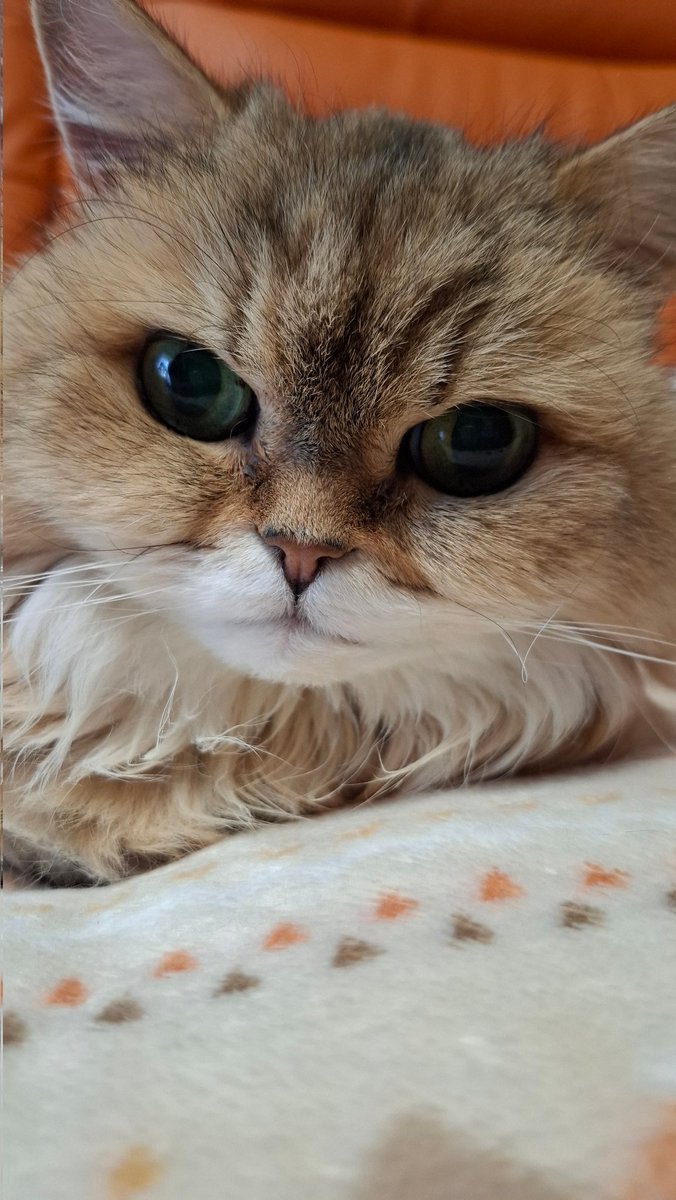 今日はあたち達の日にゃって😺
てゆぅか
あたち達ゎ最強可愛いから
一年中にゃんこの日にゃよ✨️💖