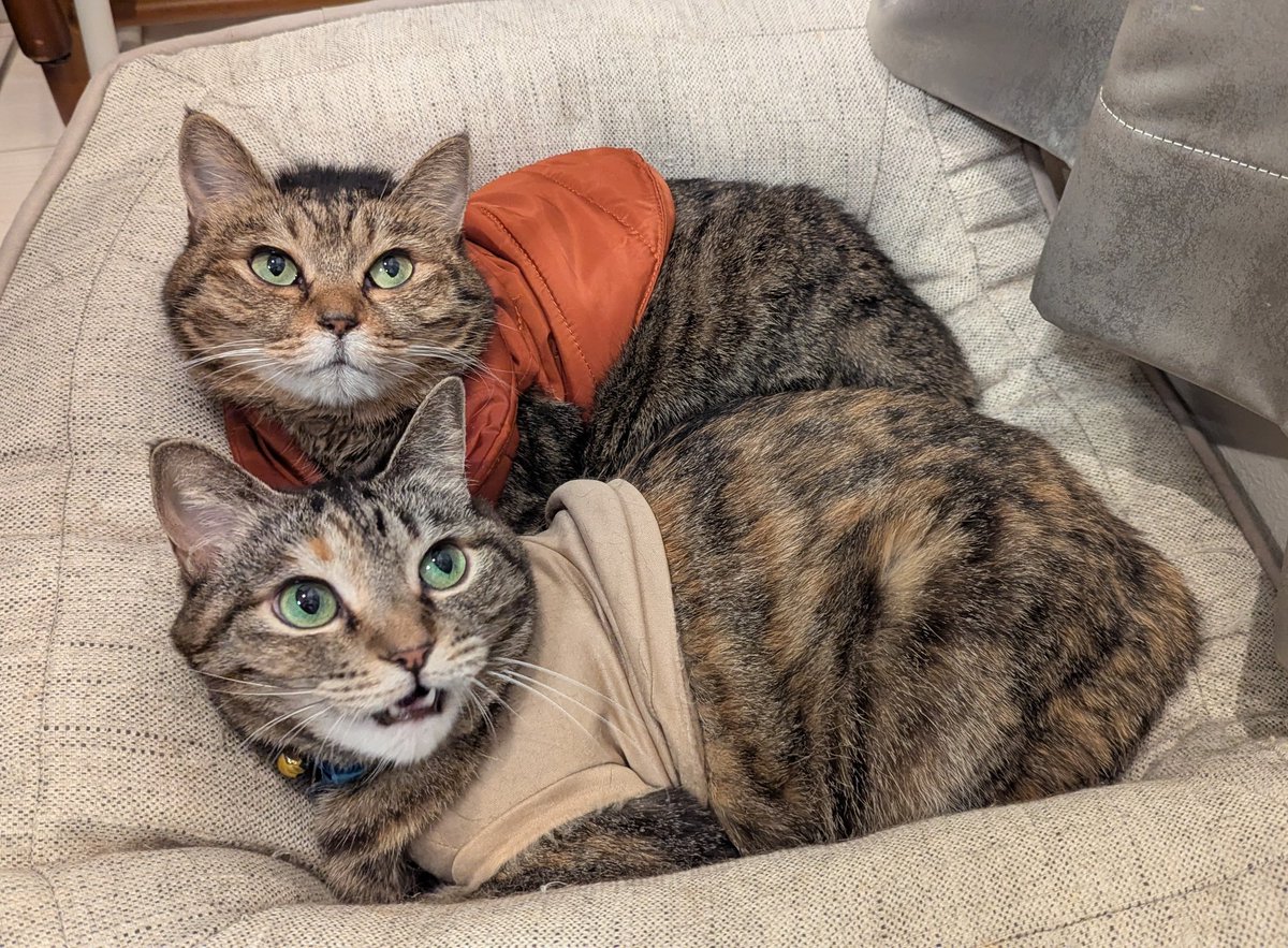 PEKO (@ab_peko) / Posts / X