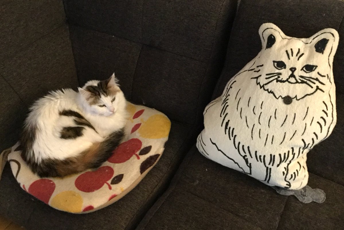 猫野ソラ (@nekonosora28) / Posts / X