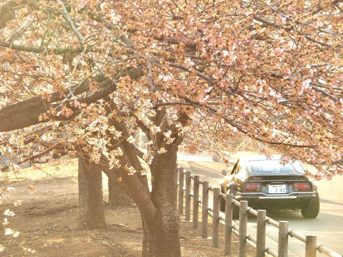 yasaimeijin0240's tweet image. 綾瀬市内の河津桜。🌸まだ満開までには時間がかかりそうです。😊
#s30z #240z #河津桜 #綾瀬市