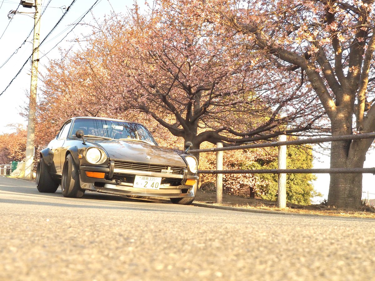 yasaimeijin0240's tweet image. 綾瀬市内の河津桜。🌸まだ満開までには時間がかかりそうです。😊
#s30z #240z #河津桜 #綾瀬市