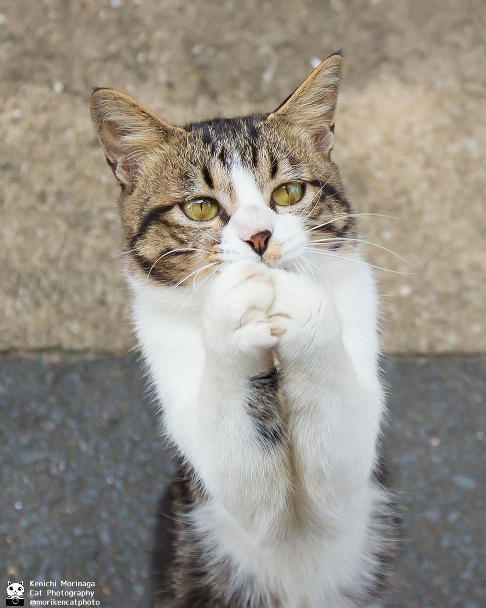 ネコの日おめでとうにゃん！
みんなが幸せでありますように。

かわいいと思ったら、😻♥ポチッとコメントで教えてにゃ！
フォローとイイね、ありがとにゃ

#猫の日
#猫
#nekoくらぶ