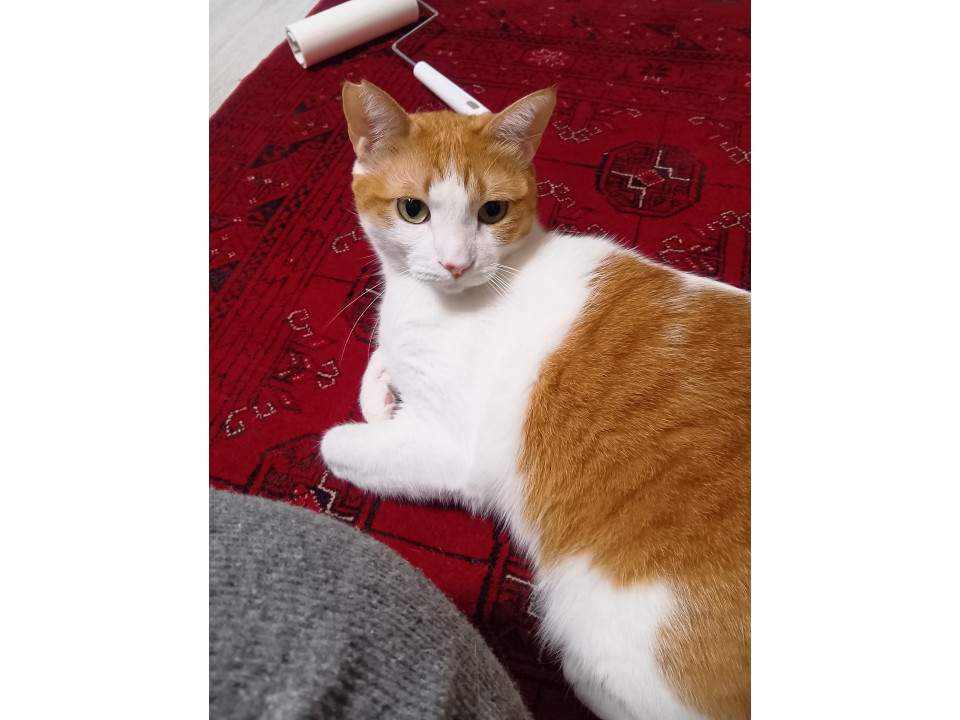 nekojiru_maigo's tweet image. 🔍捜索中
臆病なちゃーくん

名前：チャタ
性別：♂
月齢：約4歳
いなくなった日：🗓2026年2月18日(水)
地域：福岡県福岡市早良区詳細：neko-jirushi.com/maigo/40331/