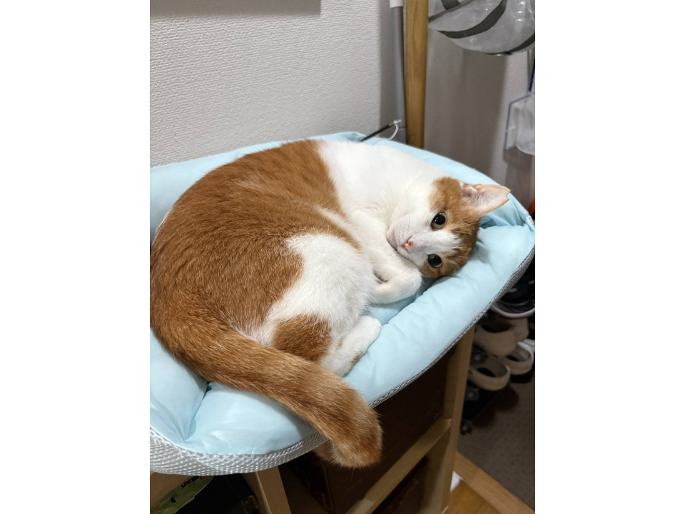nekojiru_maigo's tweet image. 🔍捜索中
臆病なちゃーくん

名前：チャタ
性別：♂
月齢：約4歳
いなくなった日：🗓2026年2月18日(水)
地域：福岡県福岡市早良区詳細：neko-jirushi.com/maigo/40331/