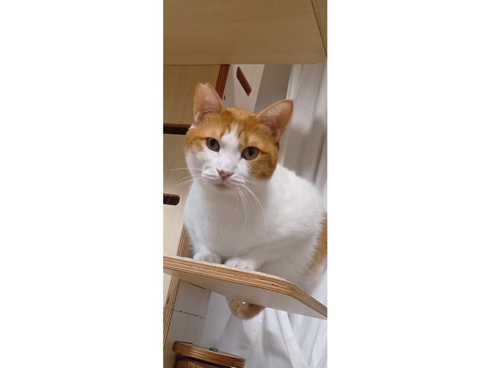 nekojiru_maigo's tweet image. 🔍捜索中
臆病なちゃーくん

名前：チャタ
性別：♂
月齢：約4歳
いなくなった日：🗓2026年2月18日(水)
地域：福岡県福岡市早良区詳細：neko-jirushi.com/maigo/40331/