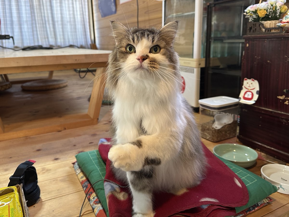 tanteisan_ex's tweet photo. ˗ˋ 探偵リュック × 猫の日🐱 ˊ˗ 

本日は「猫の日」ということで、
探偵リュックの投稿も猫づくし🐱

まずはイズミと、猫ばあさんの猫の
オフショットをお届けします📸

猫づくしの第7話はTVer見逃し配信中！
ぜひ視聴して、一緒に猫づくしの1日を楽しみましょう🐈 https://t.co/GqfA2QW8Yp