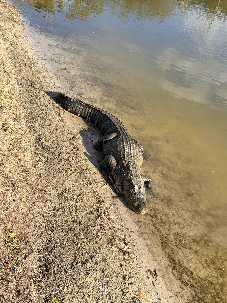 DeannaW1012's tweet photo. The resident alligator, Barney 🐊

#Florida #myflorida #alligator #smile #sunshine https://t.co/CzsQQ8zbbC