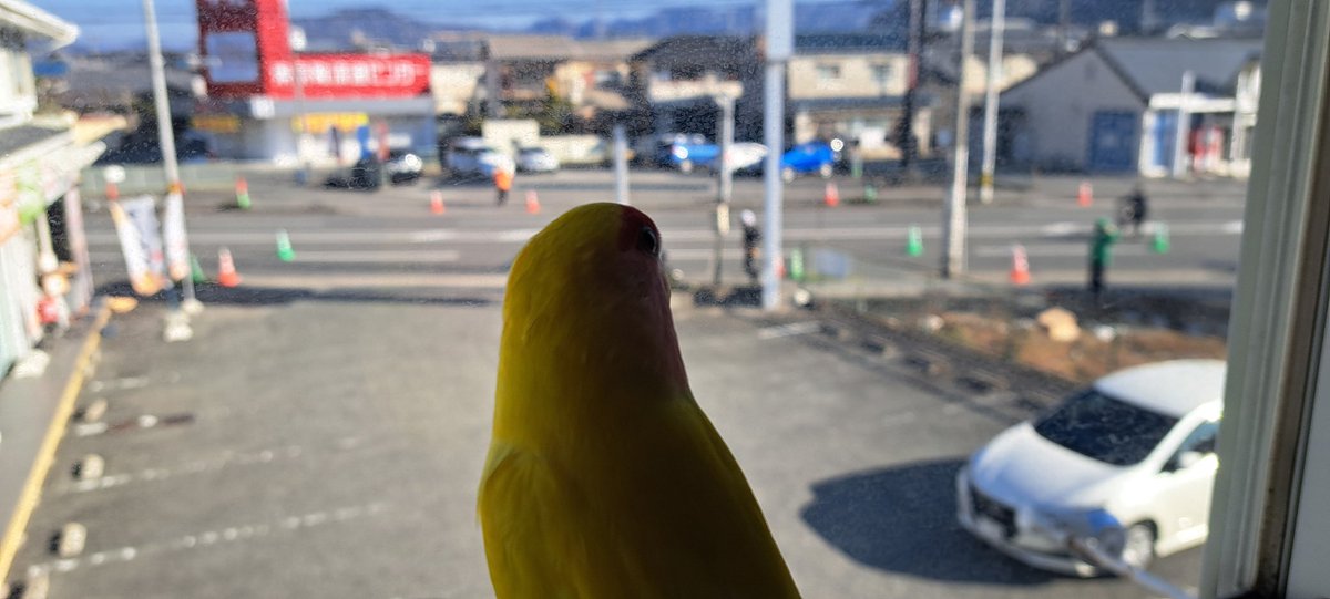 今年も始まるよ‼️#姫路城マラソン #家の前はコース #家から出れません