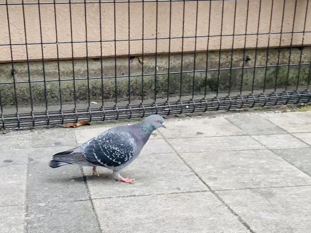 こっちを向いてよハニー♪*ﾟ #写真好きな人と繋がりたい