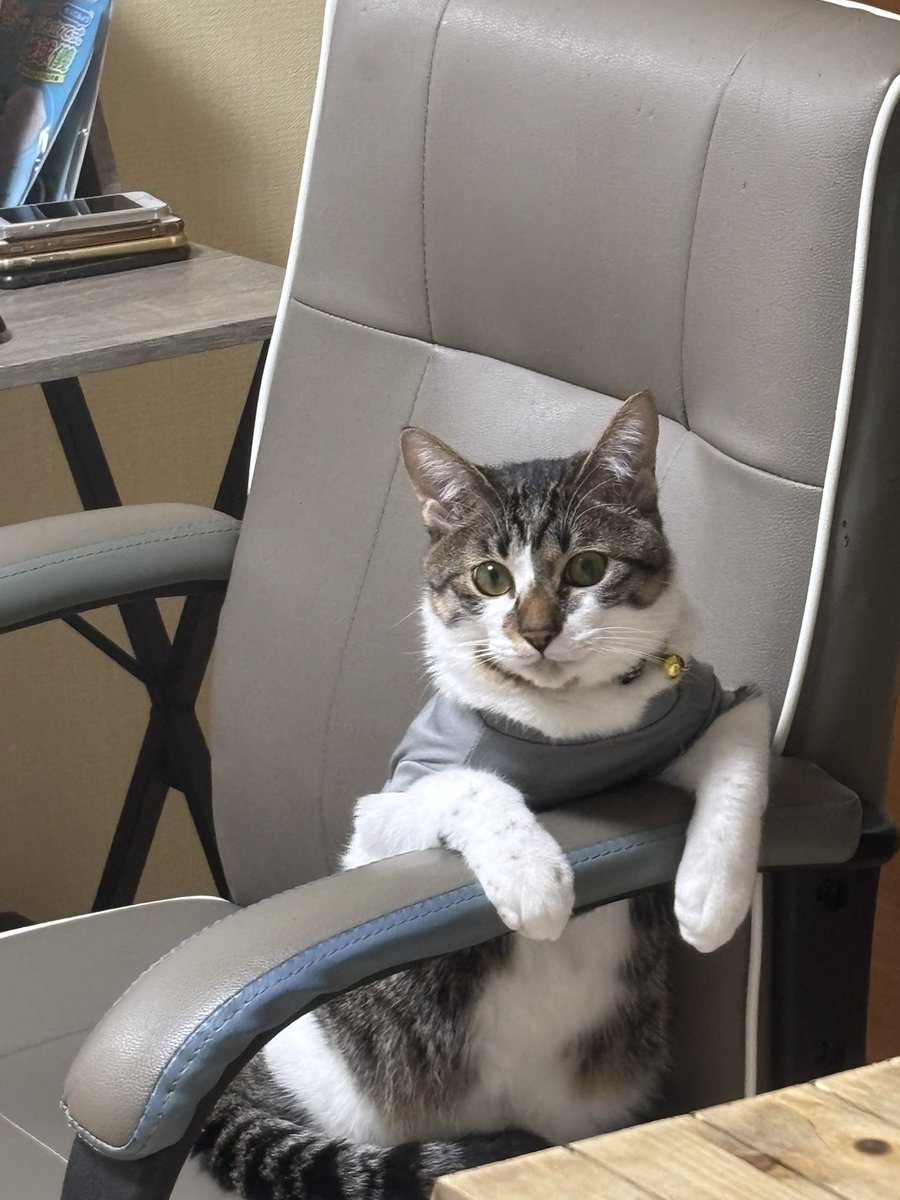 おはようございます☀今日は、2月22日の猫の日！ 毎日、モフらせて