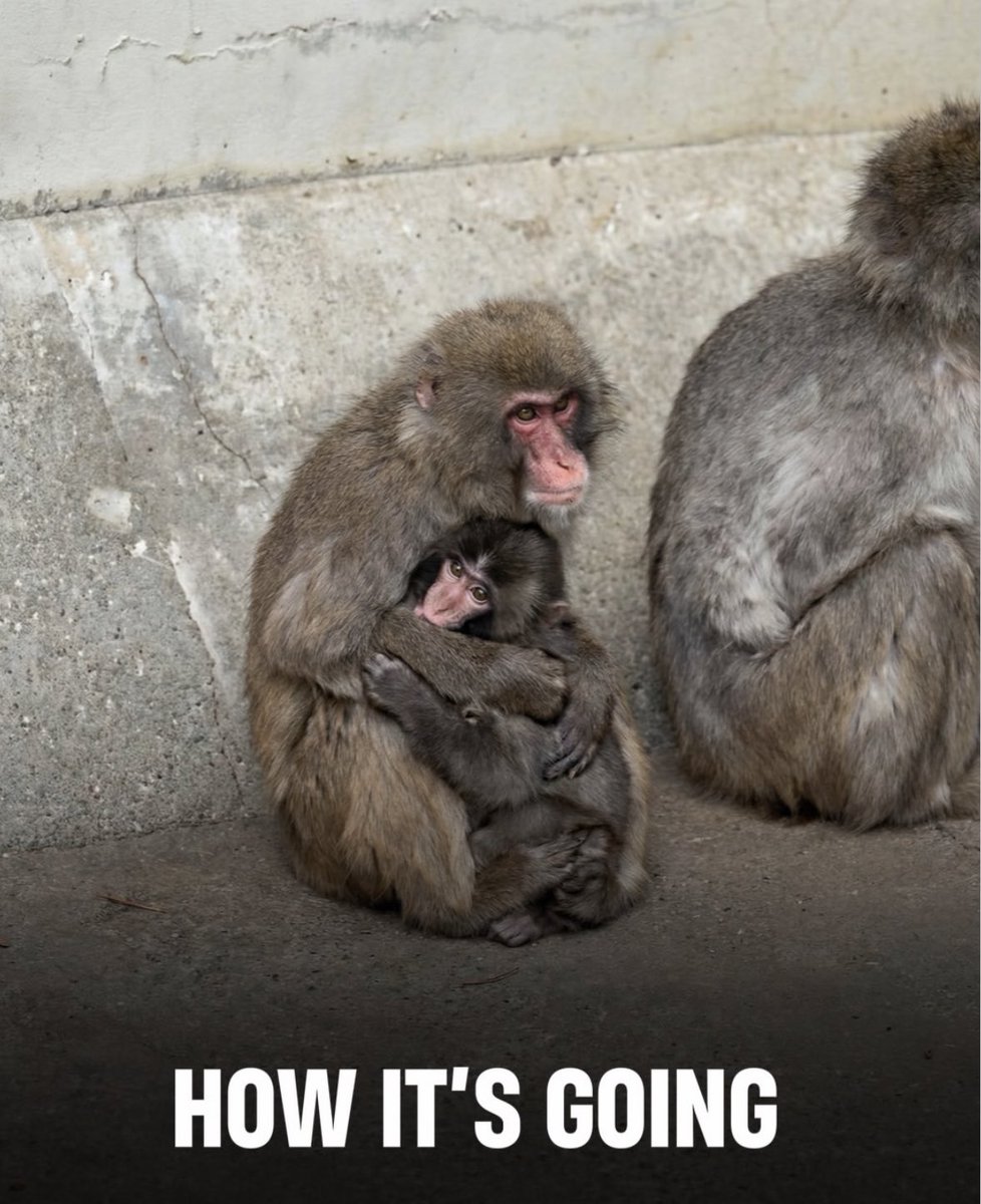 News: Punch kini sudah temukan 'Ibu Asuh' dan mulai diterima oleh kelompoknya.