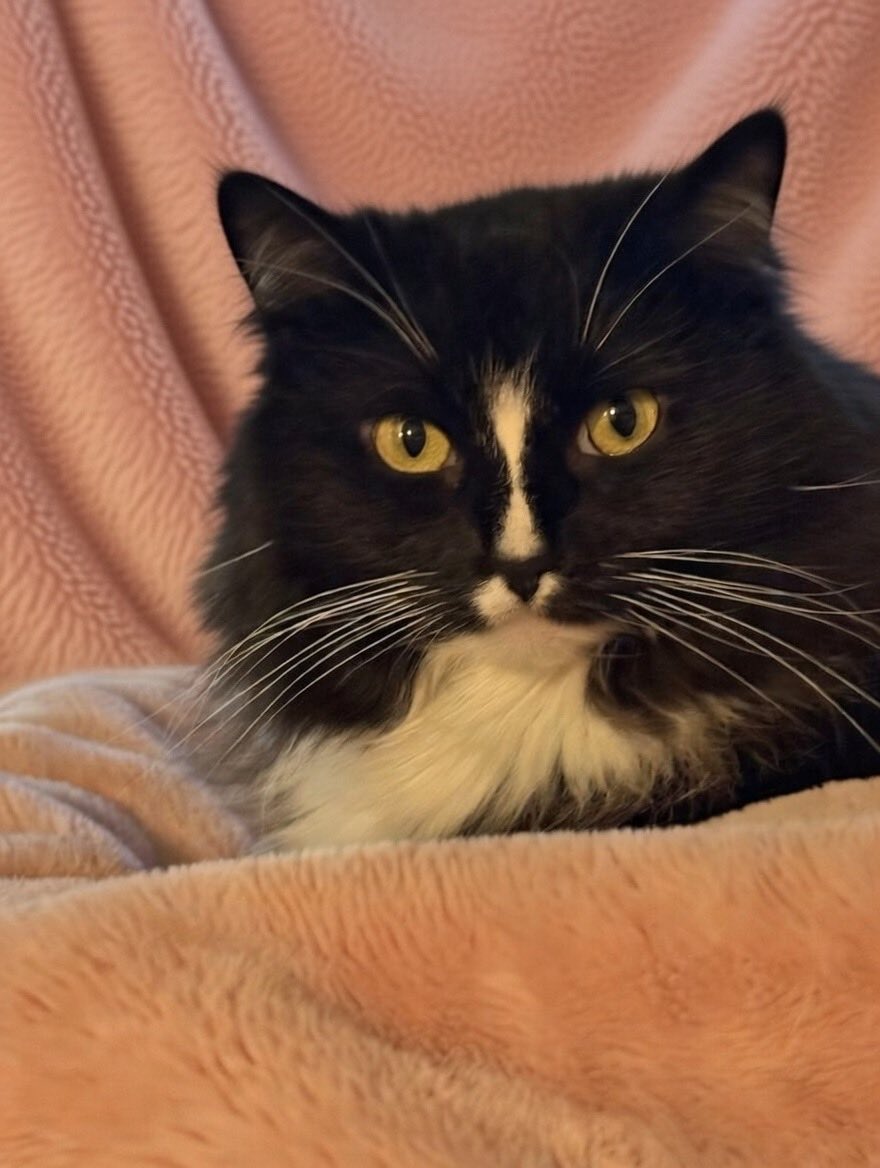 BebeCatsLife's tweet photo. My Mom says I’m the most beautiful girl in the world but I know she’s just being my Mom. I wuv her 🐾🐾♥️♥️ https://t.co/r7FLPKvzcU
