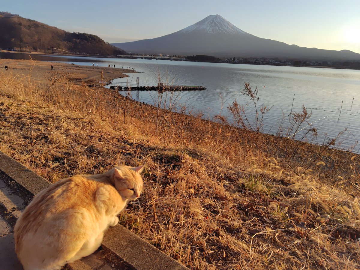 amity0812's tweet photo. #猫の日
地域猫ちゃんと富士山 https://t.co/vLNzt1Cbht