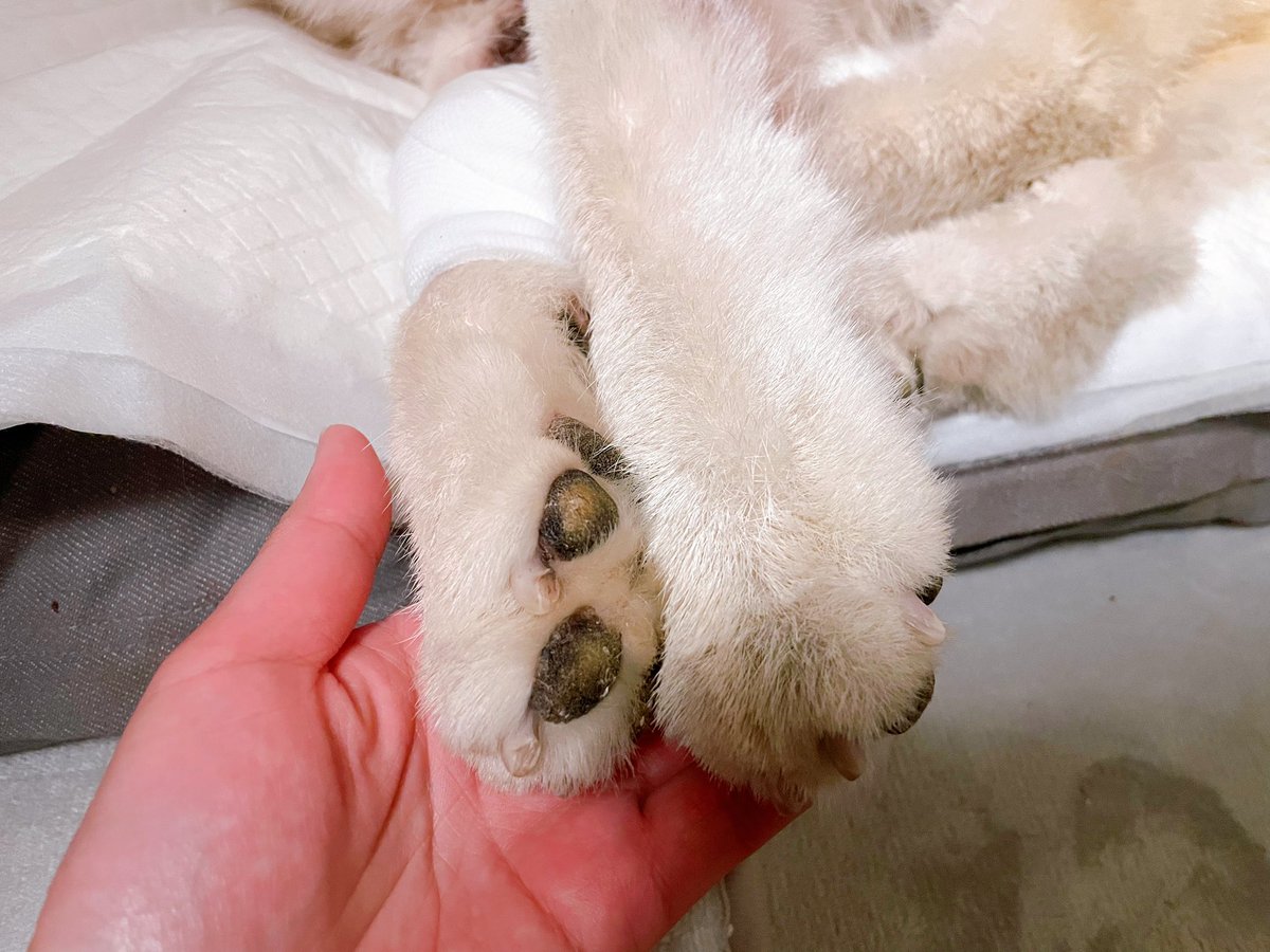 carry&mugi tweet media